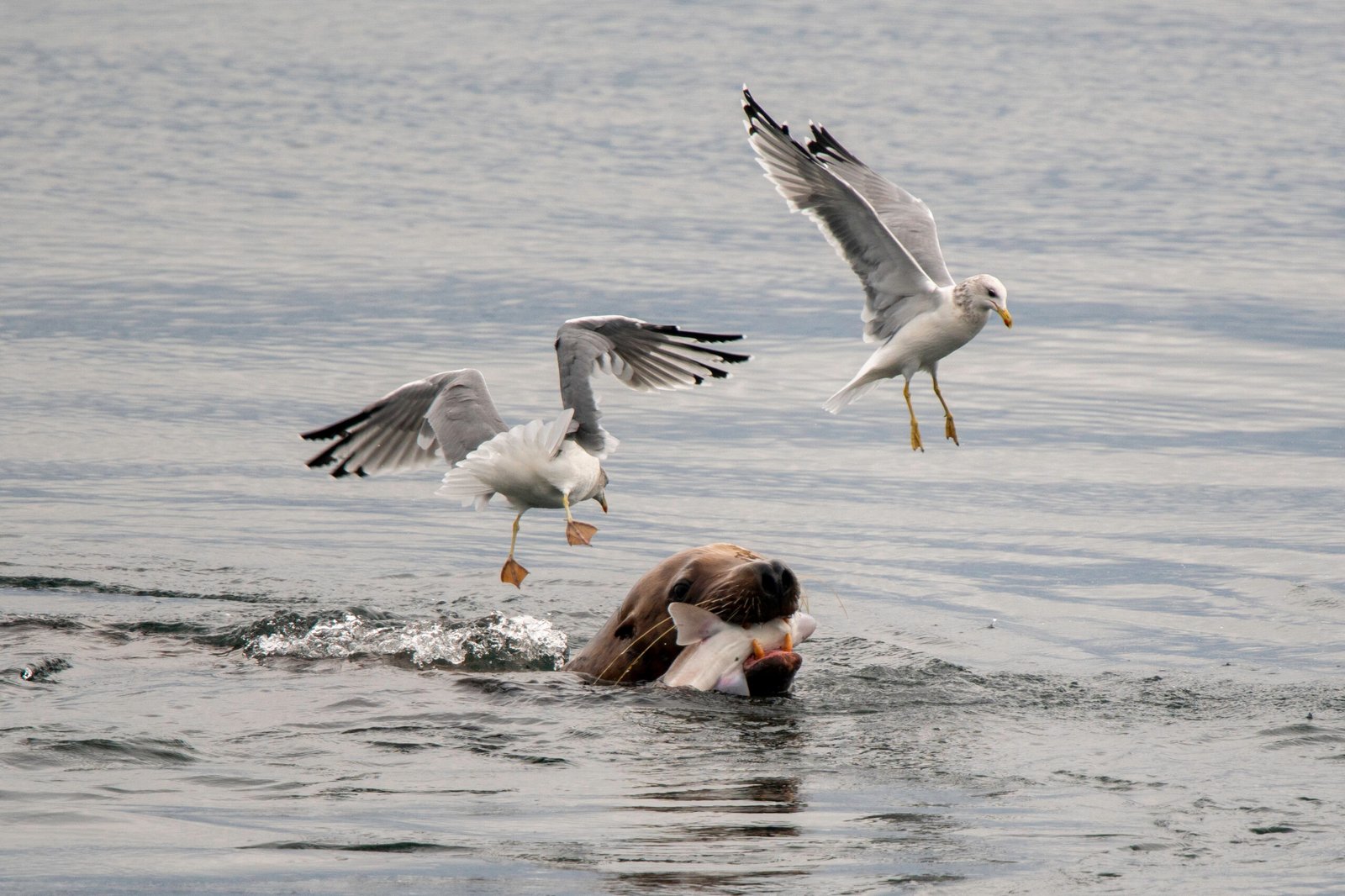 A sea lion surfaces with a Pacific spiny dogfish shark in its mouth, while two seagulls hover closely above, poised to snatch pieces. The scene is tense and dynamic.